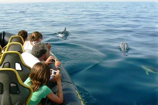 dolphin-sightseeing-goa